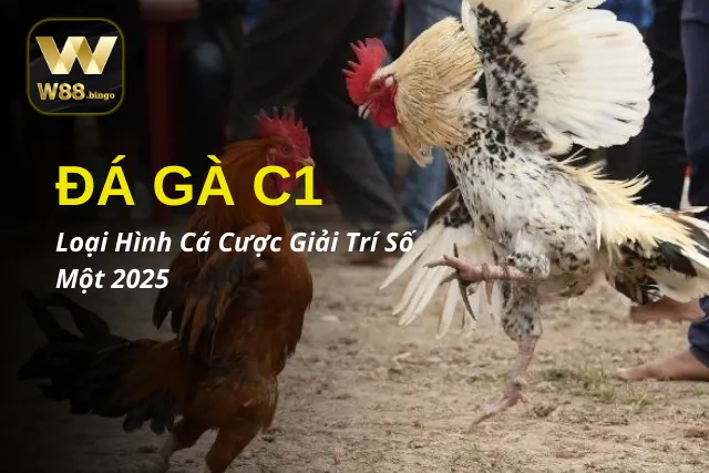 Đá Gà C1