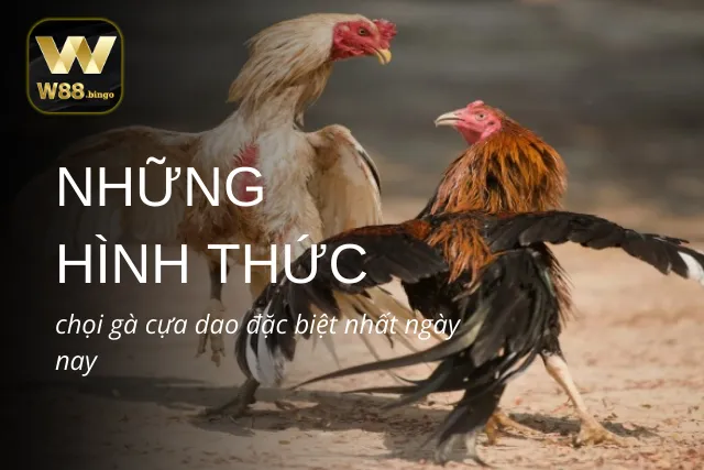 Danh sách các hình thức chọi gà cựa dao hiện nay