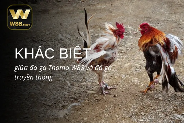 Đá gà Thomo tại W88 và những khía cạnh nổi bật