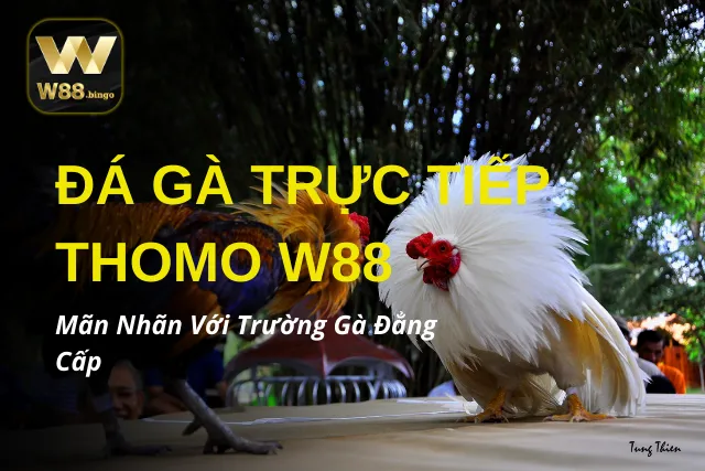 Đá Gà Trực Tiếp Thomo