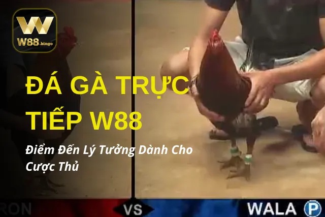 Đá Gà Trực Tiếp